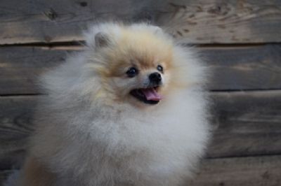 Patuljasti pic-Pomeranac Boo